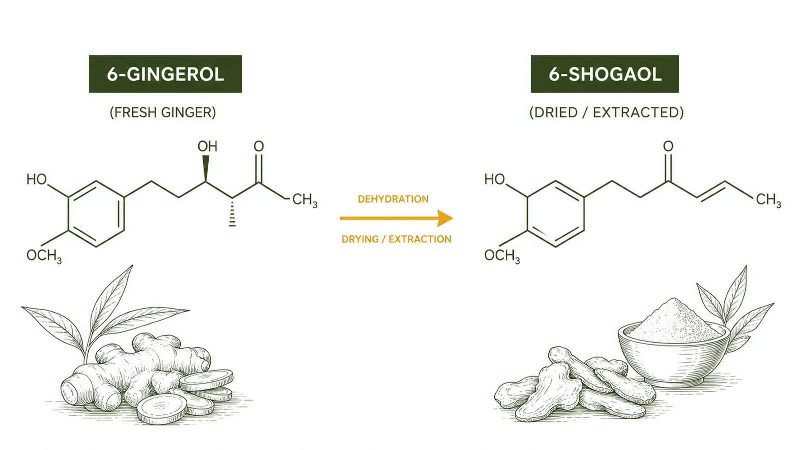 Simple diagram showing gingerol converting to shogaol during drying with molecular label callouts