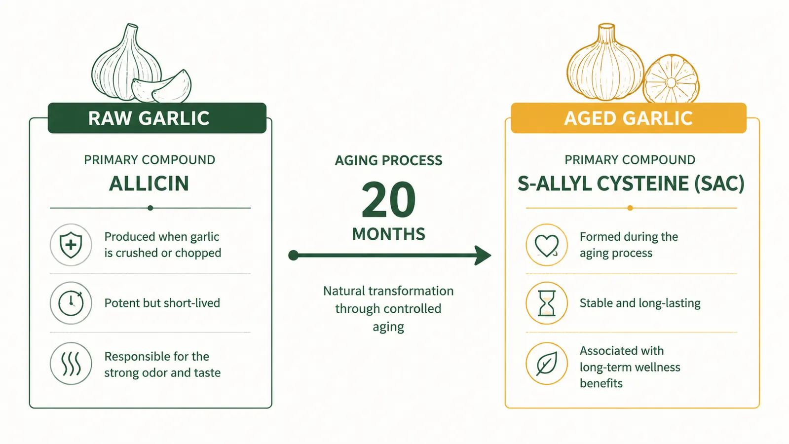 Simple diagram showing how aging converts harsh allicin precursors into stable water-soluble S-allyl cysteine over 20 months